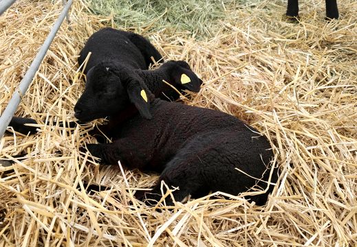 fTDM-6e la-ferme brebis 2 (2658 visits) fTDM-6e la-ferme brebis 2