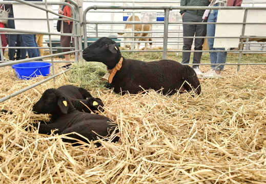 fTDM-6e la-ferme brebis (2455 visits) fTDM-6e la-ferme brebis