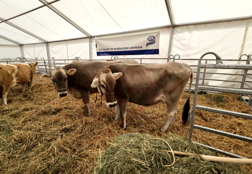 fTDM-6e-la-ferme-1 (2562 visits) fTDM-6e-la-ferme-1