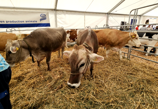 fTDM-6e-la-ferme-3 (2641 visits) fTDM-6e-la-ferme-3