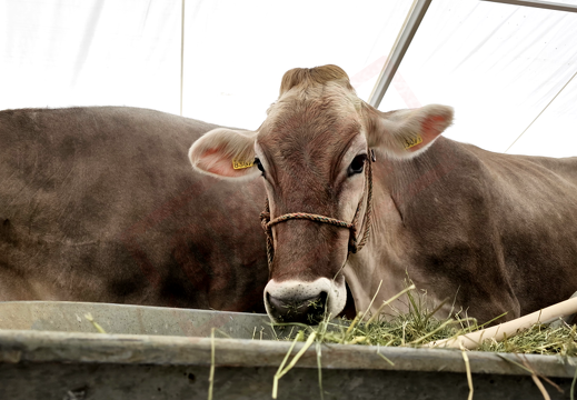 fTDM-6e-la-ferme-6 (2457 visits) fTDM-6e-la-ferme-6