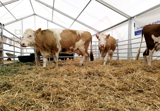 fTDM-6e-la-ferme-12 (2523 visits) fTDM-6e-la-ferme-12