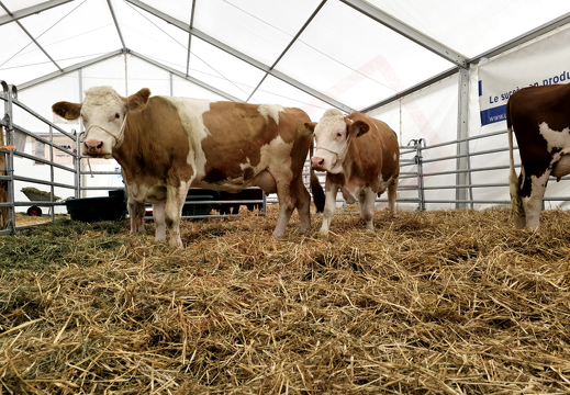 fTDM-6e-la-ferme-13 (2741 visits) fTDM-6e-la-ferme-13