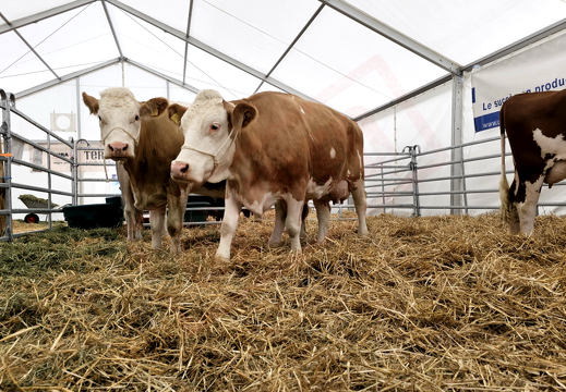 fTDM-6e-la-ferme-14 (2674 visits) fTDM-6e-la-ferme-14