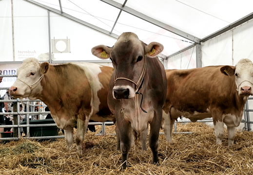 fTDM-6e-la-ferme-15 (2651 visits) fTDM-6e-la-ferme-15