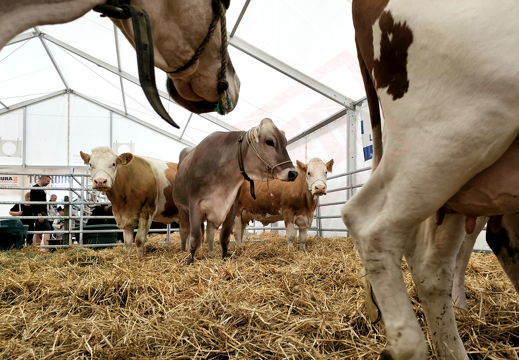 fTDM-6e-la-ferme-16 (2671 visits) fTDM-6e-la-ferme-16