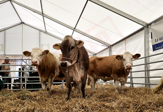 fTDM-6e-la-ferme-23 (2629 visits) fTDM-6e-la-ferme-23