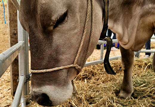 fTDM-6e-la-ferme-24 (2621 visits) fTDM-6e-la-ferme-24