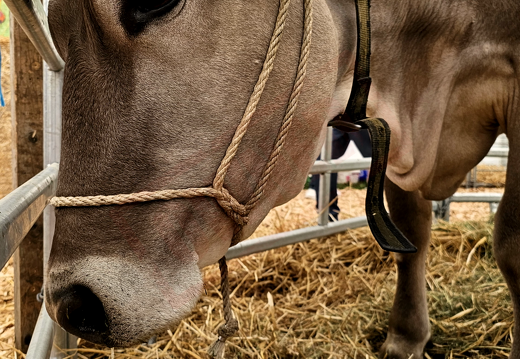 fTDM-6e-la-ferme-26 (2470 visits) fTDM-6e-la-ferme-26