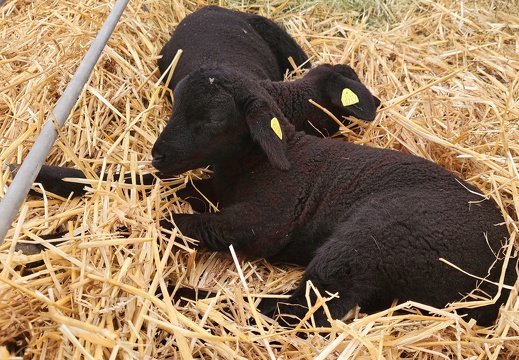 fTDM-6e la-ferme brebis (2679 visits) fTDM-6e la-ferme brebis