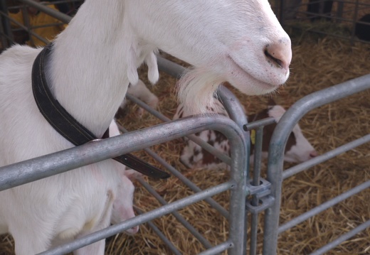 fTDM-6e la-ferme chevre (2750 visits) fTDM-6e la-ferme chevre